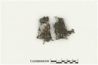 藏品(皺葉耳葉蘚)的圖片